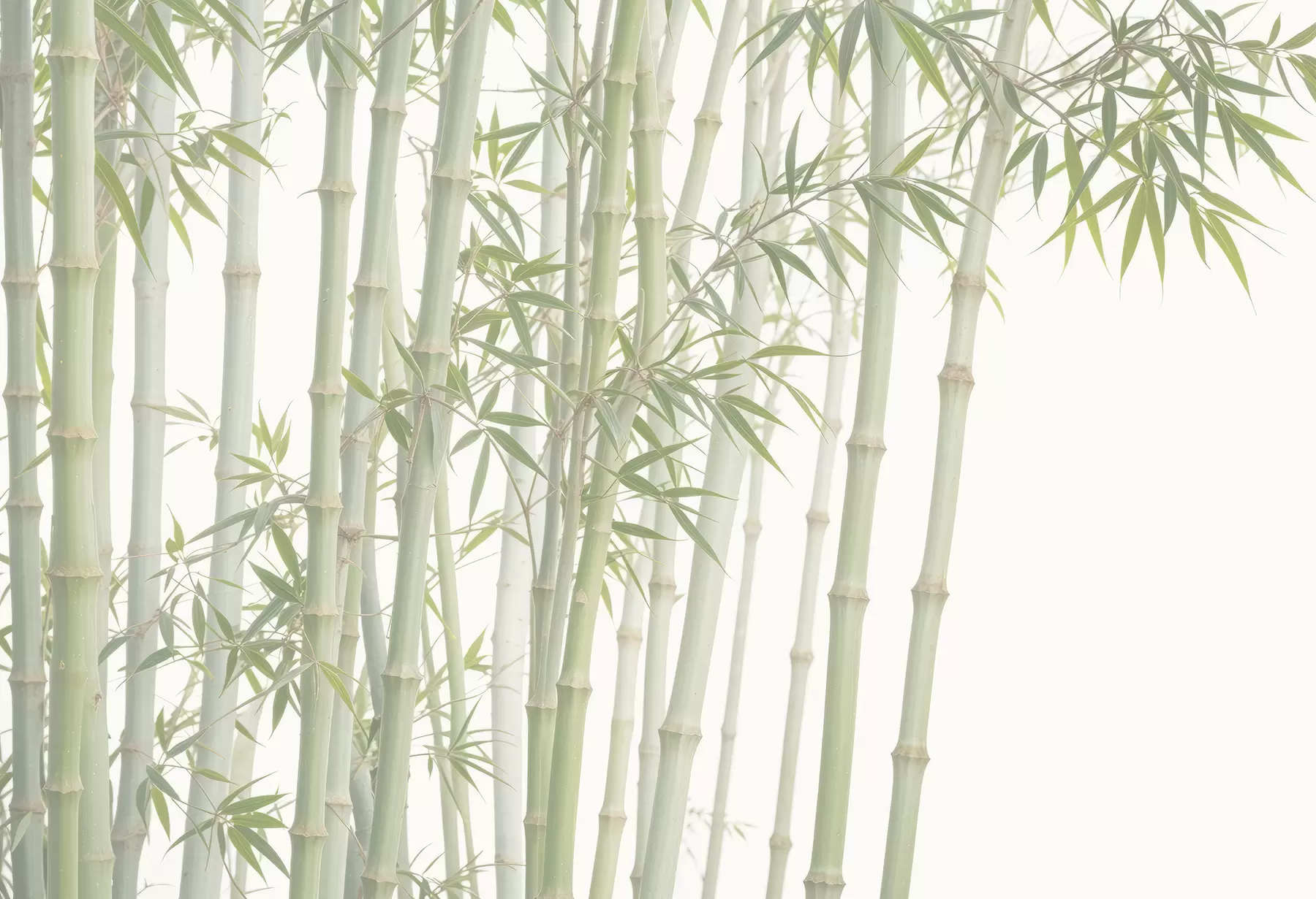 τοιχογραφίες Ένα πυκνό δάσος μπαμπού με ψηλούς μίσχους μπαμπού και πράσινα φύλλα σε ένα απαλό, μουντό φόντο w08237