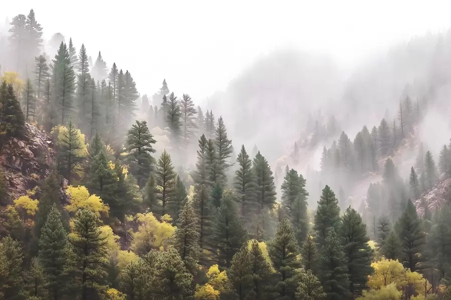 τοιχογραφίες Ατμοσφαιρικό ομιχλώδες πευκοδάσος στα βουνά w09463