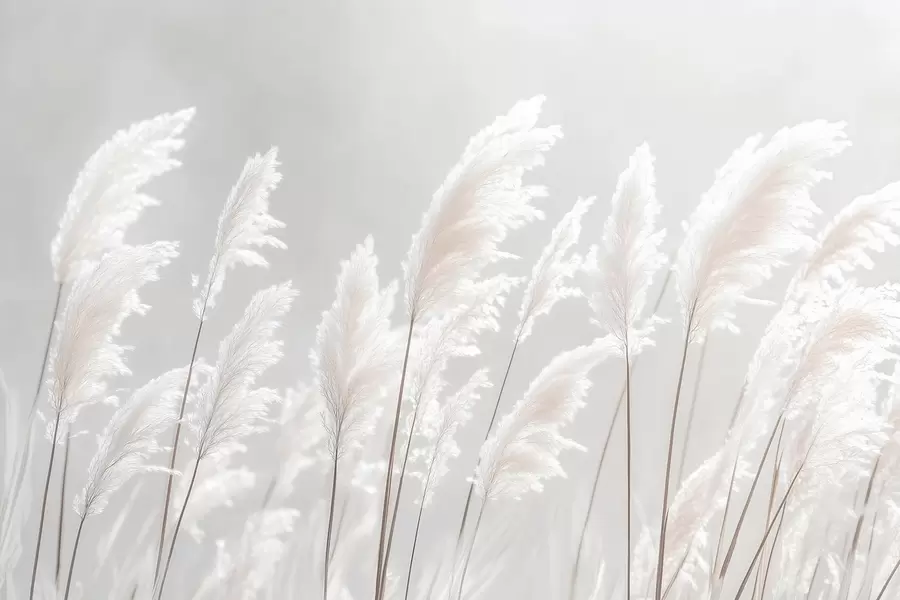 τοιχογραφίες Απαλό λευκό χόρτο πάμπας στο απαλό φως του πρωινού w09717