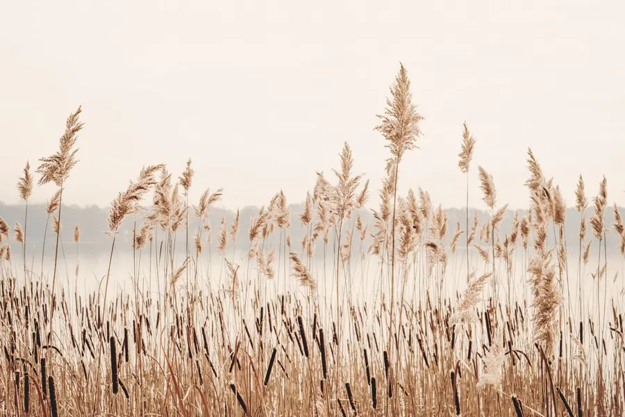 τοιχογραφίες Καλαμιές και καλαμιές u44598